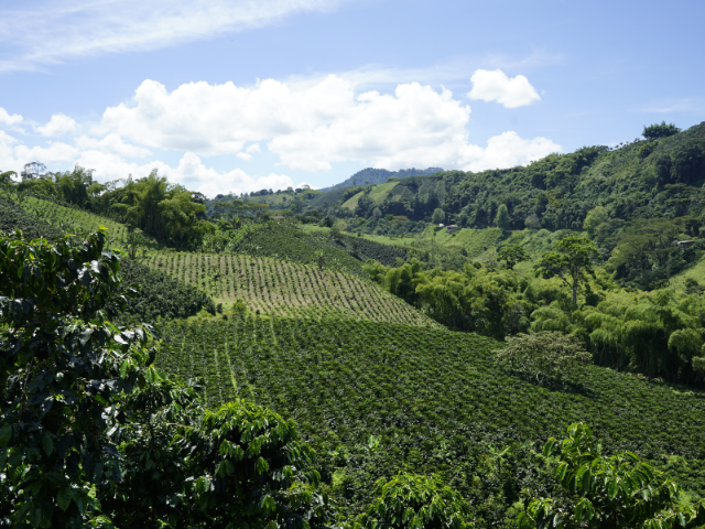 Colombia koffie regio landschap