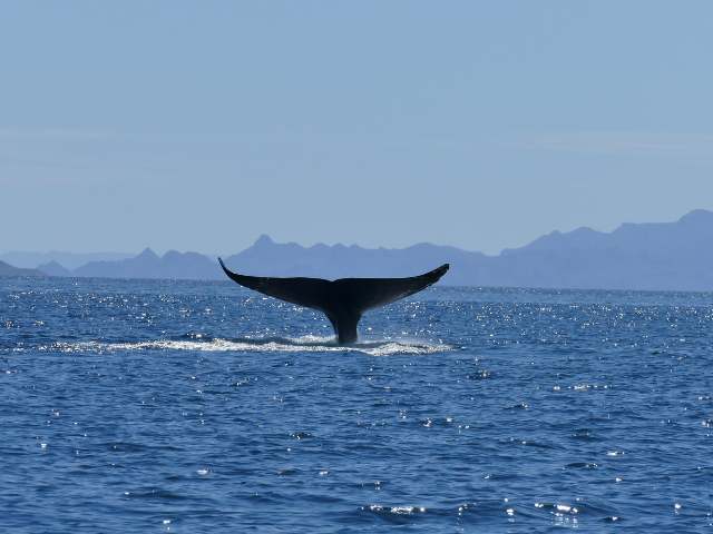 Baja California Mexico Loreto Walvis