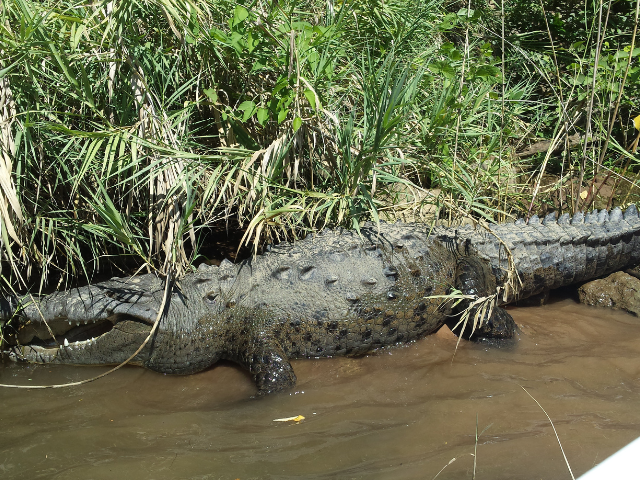 Mexico Canon del Sumidero Krokodil