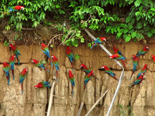 Rondreis Peru Amazone Claylick