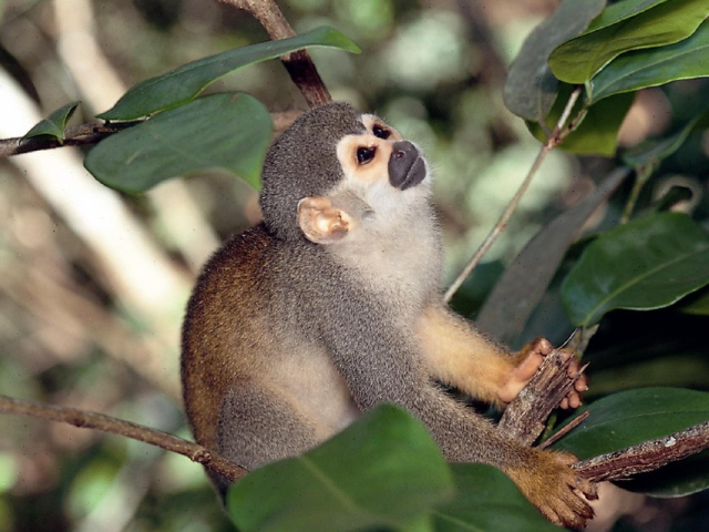 Brazilië Amazone Aapje