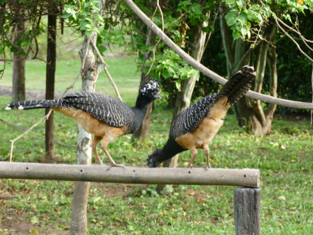 Brazilië Pantanal Tropical Bird