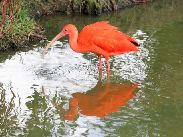 Brazilië Parnaiba Delta Rode Ibis