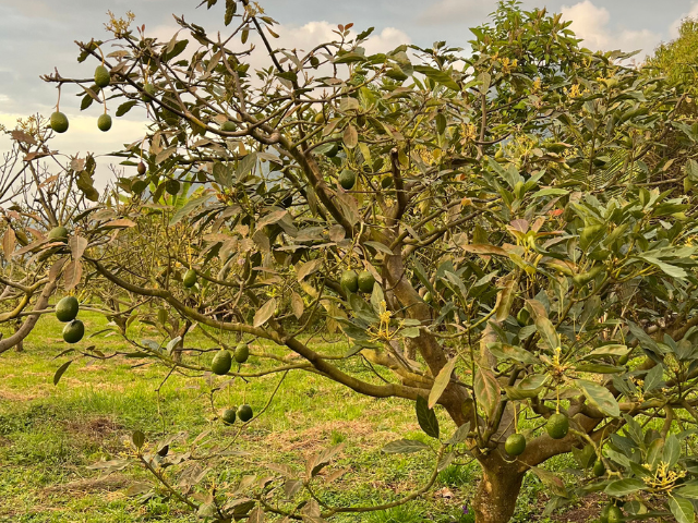 Colombia El Nido Del Condor Avocadoboom