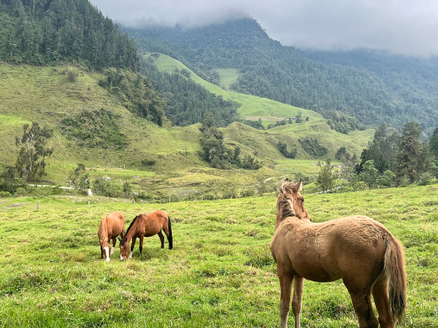 Colombia El Nido Del Condor Paarden