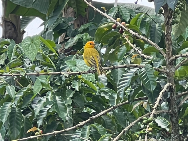 Colombia Hacienda Combia Birdwatching