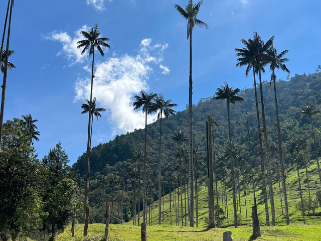 Colombia Salento Valle de Cocora Palmbomen