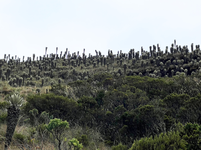 Colombia Boyaca Roadtrip Paramo