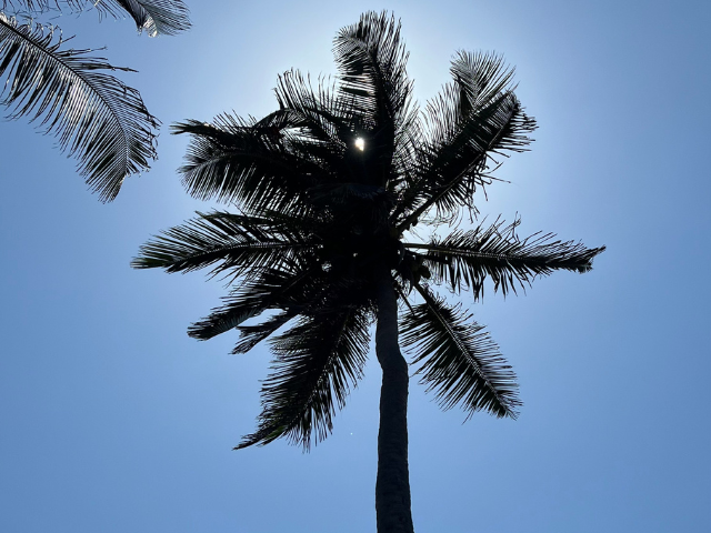 Colombia Isla Mucura Palmbomen