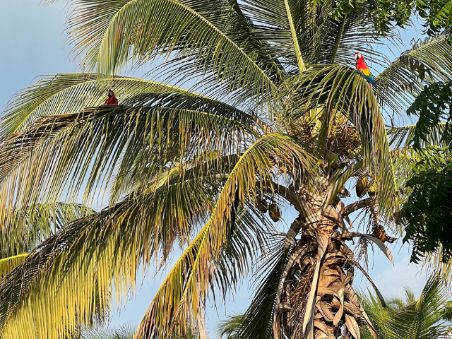 Colombia Isla Mucura Rode Ara