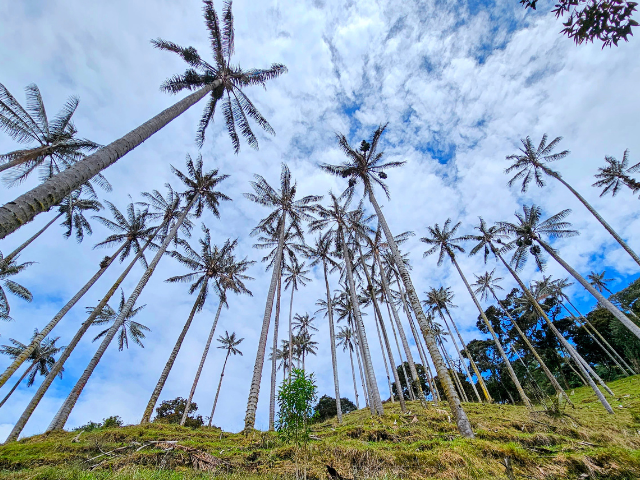 Colombia Samaria Vallei waxpalmbomen