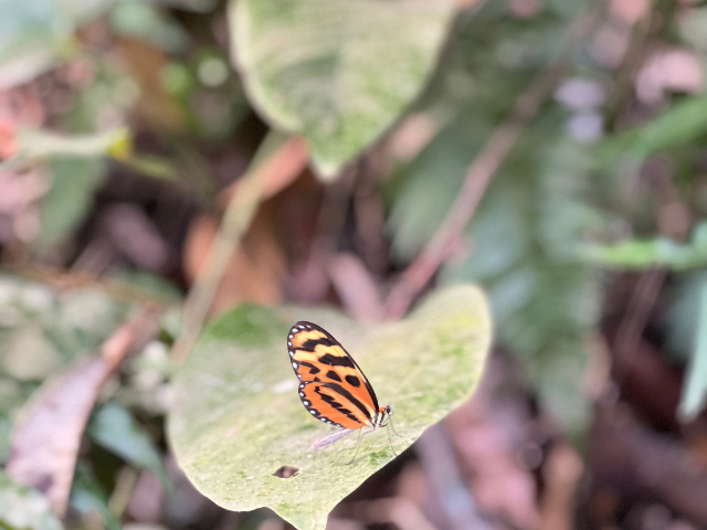 Minca Colombia vlinder