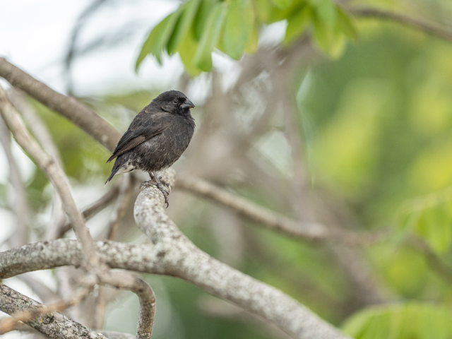 Darwin vink op de Galapagos eilanden