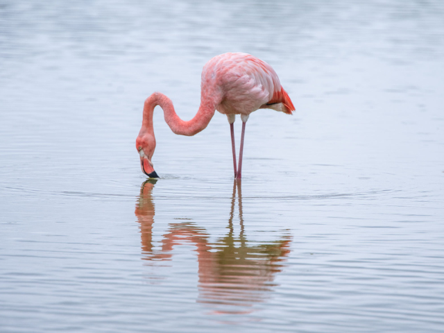 Galapagos Isabela flamingo