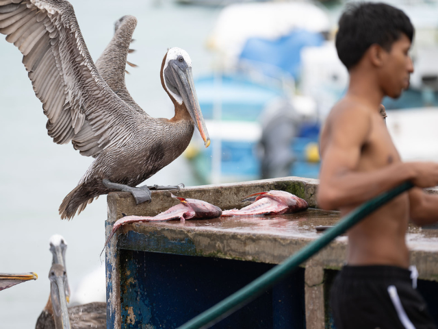 Galapagos Santa Cruz Pelikaan op de vismarkt