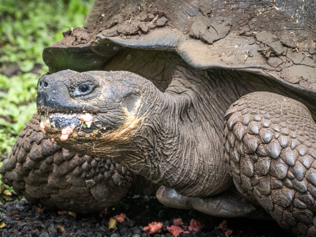 Galapagos close-up reuzenschildpad