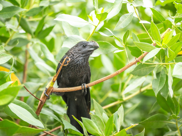Galapagos darwin vink