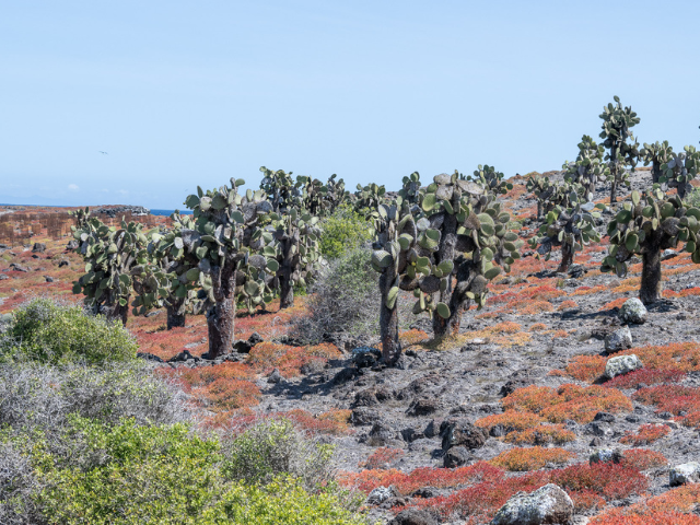 Galapagos eilanden Palo Santo