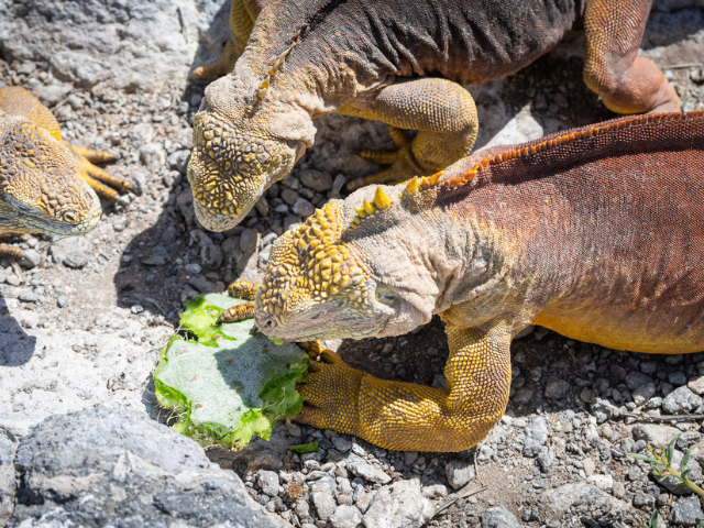 Galapagos etende leguanen