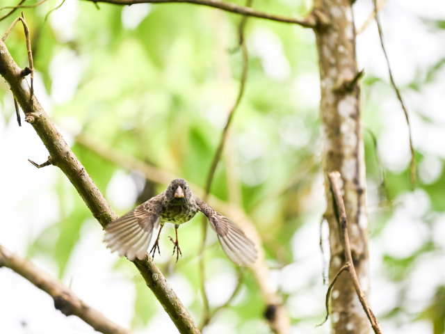 Galapagos vliegende Darwin vink