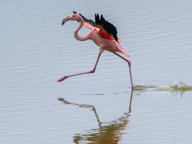 Galapagos vliegende flamingo
