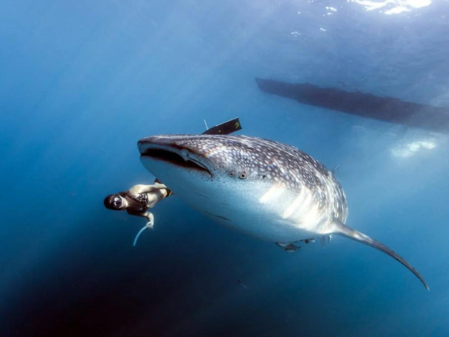 Mexico snorkelen met walvishaaien