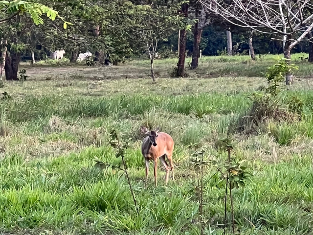 los llanos Colombia hertje