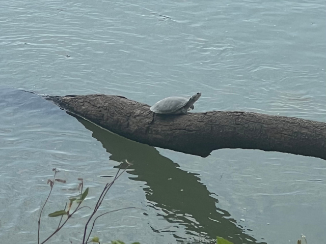 los llanos Colombia schildpad