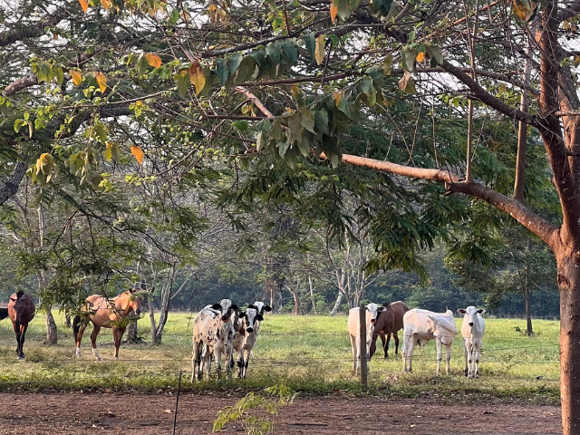 los llanos Colombia vee