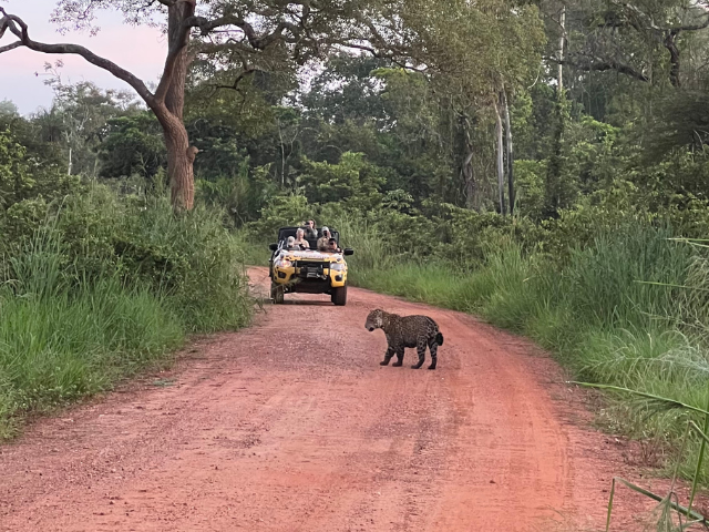 Brazilië Pantanal Caiman Lodge Jaguar