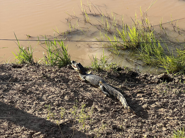 Brazilië Pantanal Kaaiman