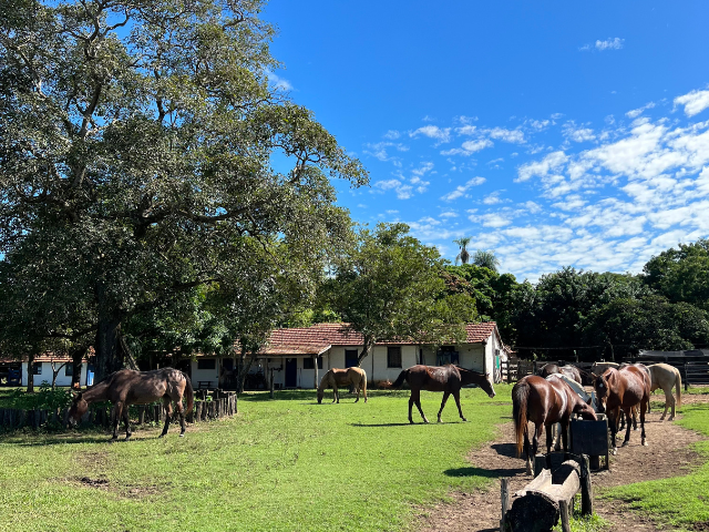 Brazilië Pantanal Pousada Aguape paarden