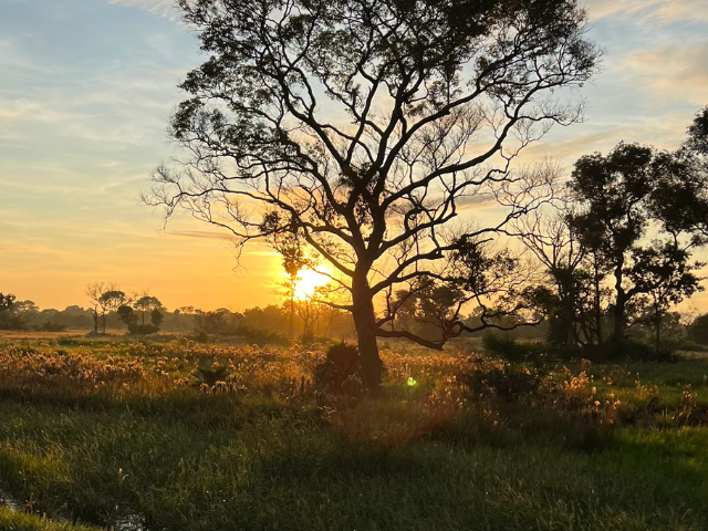 Brazilie Pantanal Zonsopgang