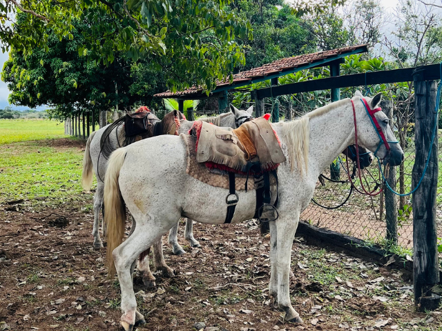 Brazilië Pantanal paarden