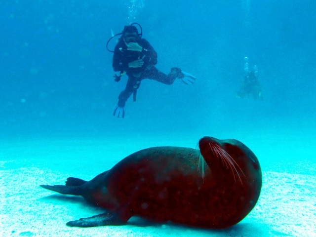 Galapagos duikcruise Aqua duiken zeeleeuwen