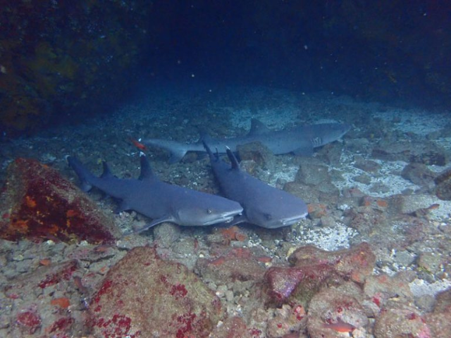 Galapagos duikcruise Aqua liveaboard haaien