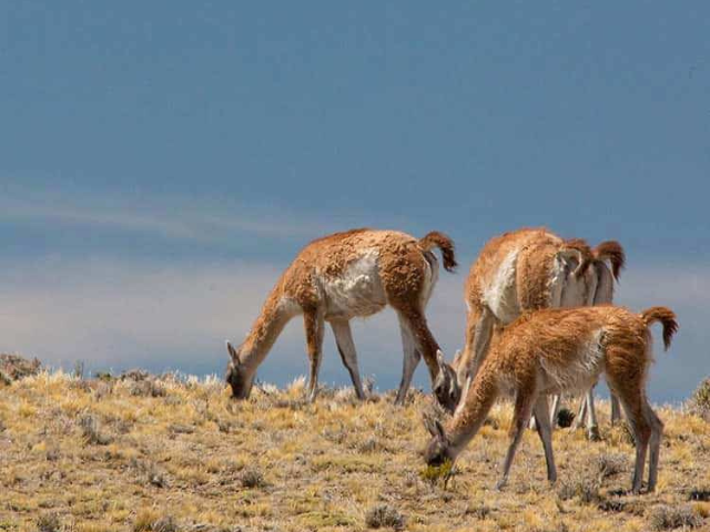 Argentinië National Park Patagonia lamas