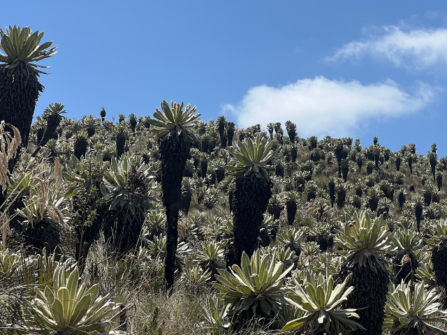 Unieke rondreis Ecuador Frailejones