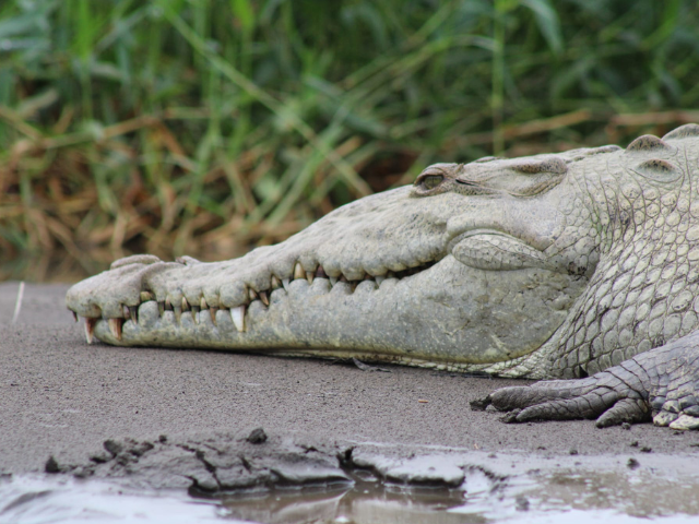Costa Rica Tortuguero Krokodil