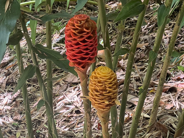 Colombia Jerico Botanische tuin