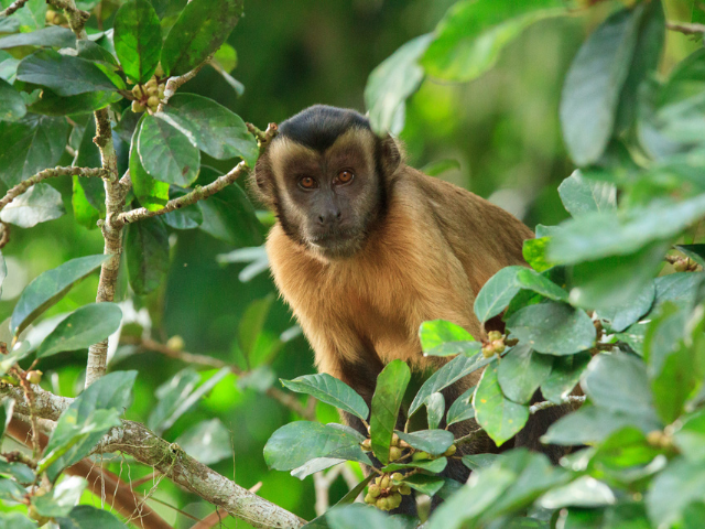 Brazilië Cristalino Lodge Capuchin Monkey