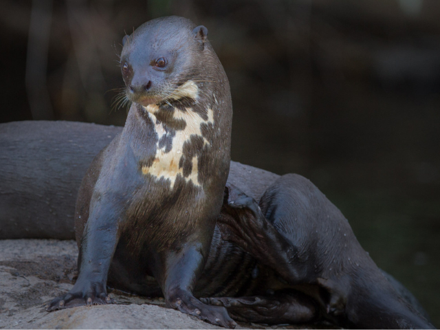 Brazilië Cristalino Lodge Giant River Otter