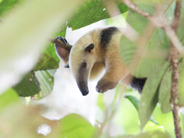 Brazilië Cristalino Lodge Tamandua