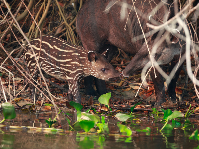 Brazilië Cristalino Lodge Tapir
