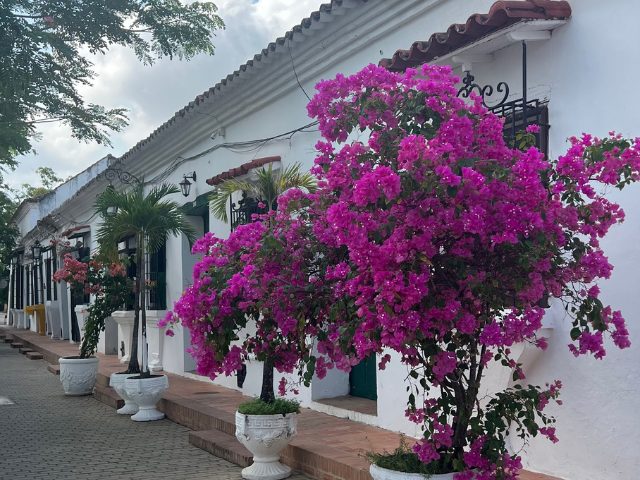 Colombia Mompox Bloemen