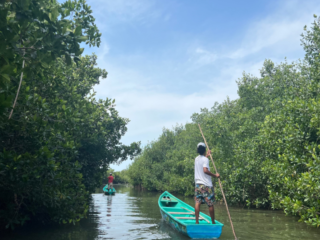 Colombia la Boquilla Boten in de mangroven
