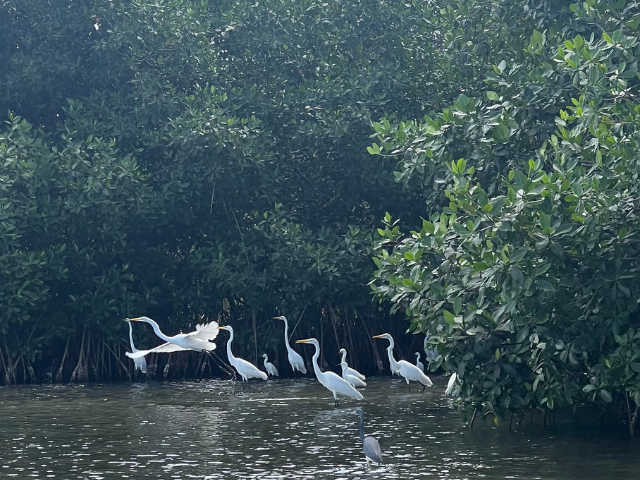Colombia la Boquilla witte reigers