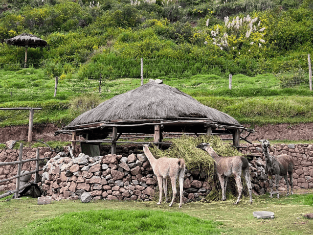 Peru Sacred Valley Awana Kancha lama's en alpaca's