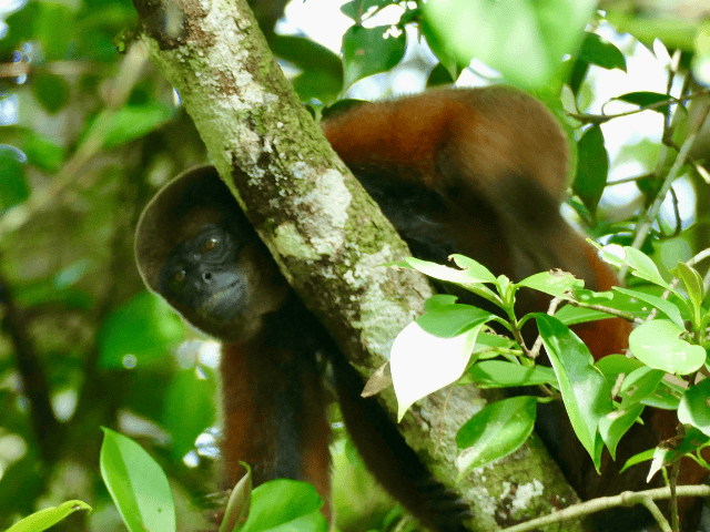 Peru Amazone Cruise La Perla Brown Woolly Monkey in de boom
