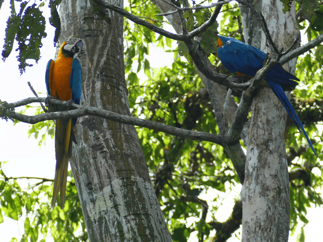 Peru Amazone Cruise La Perla Macaws